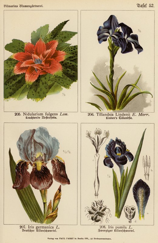 Nidularium Fulgens, Tillandsia Lindenii, Iris Germanica, Iris Pumila (color litho) 作者 （之后）德国学校