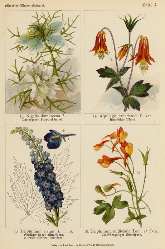 Nigella Damascena、Aquilegia Canadensis、Delphinium Elatum、Delphinium Nudicaule（彩色石版画） 作者 （之后）德国学校