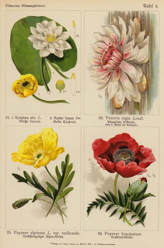 Nymphaea Alba、Nuphar Luteum、Victoria Regia、Papaver Alpinum、Papaver Bracteatum（彩色石版画） 作者 （之后）德国学校