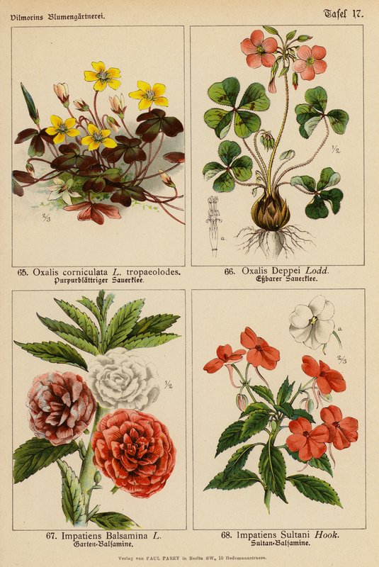 Oxalis Corniculata, Oxalis Deppei, Impatiens Balsamina, Impatiens Sultani (color litho) 作者 （之后）德国学校