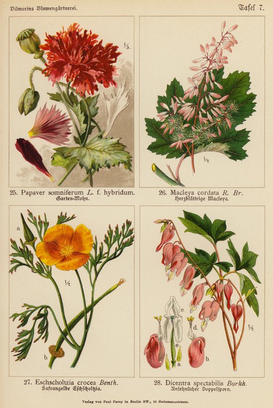 罂粟（Papaver Somniferum）、马钱子（Macleya Cordata）、酢浆草（Eschscholtzia Crocea）、绣线菊（Dicentra Spectabilis）（彩色石版画 作者 （之后）德国学校