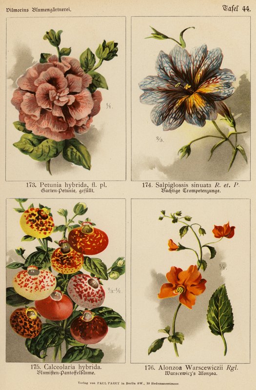 杂色矮牵牛花、茎叶莎草、杂色菖蒲、华西藻（彩色石版画） 作者 （之后）德国学校
