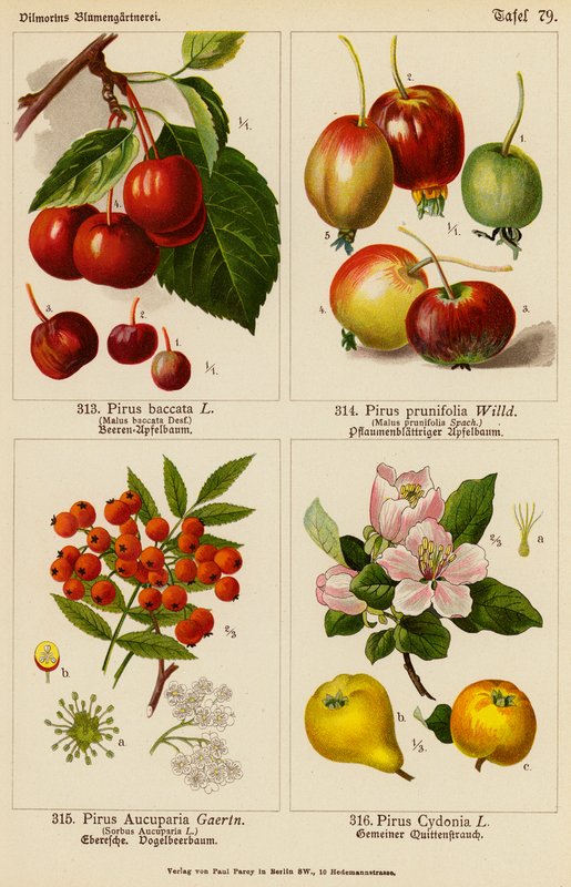 Pirus Baccata、Pirus Prunifolia、Pirus Aucuparia、Pirus Cydonia（彩色石版画） 作者 （之后）德国学校