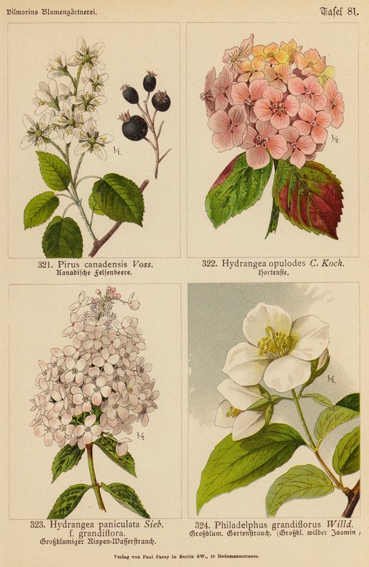 Pirus Canadensis、绣球花 Opulodes、绣球花 Paniculata、Philadelphus Grandiflorus（彩色石版画） 作者 （之后）德国学校
