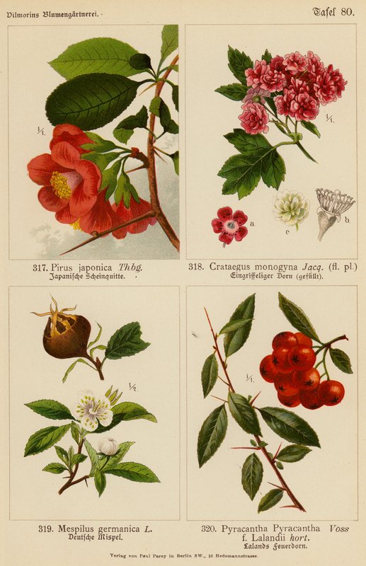 Pirus Japonica, Crataegus Monogyna, Mespilus Germanica, Pyracantha Pyracantha（彩色石版画） 作者 （之后）德国学校
