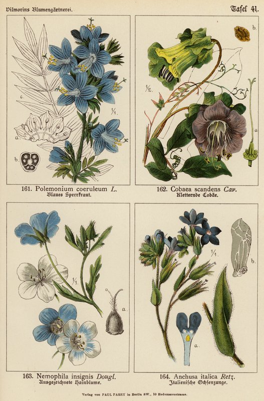 Polemonium Coeruleum、Cobaea Scandens、Nemophila Insignis、Anchusa Italica（彩色石版画） 作者 （之后）德国学校