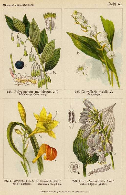 Polygonatum Multiflorum、Convallaria Majalis、Hemerocallis Flava、Hemerocallis Fulva、Hostia Sieboldiana（彩色石版画） 作者 （之后）德国学校
