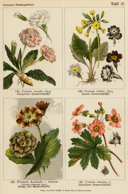 报春花 Acaulis、报春花 Elatior、报春花 Auricula x Viscoa、报春花 Pubescens、报春花 Sinensis（彩色平版）。 作者 （之后）德国学校