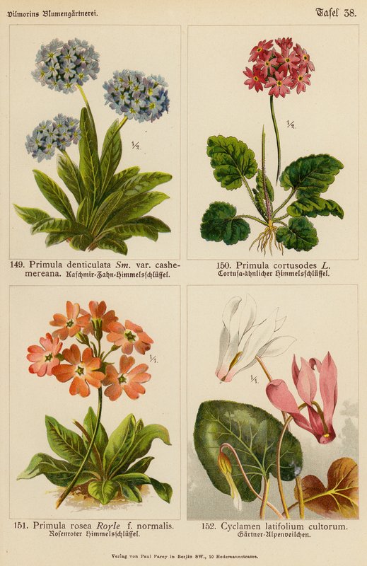 报春花（Primula Denticulata）、报春花（Primula Cortusodes）、报春花（Primula Rosea）、仙客来（Cyclamen Latifolium Cultorum）（彩色石版画 作者 （之后）德国学校