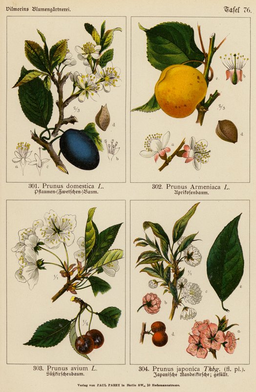 Prunus Domestica、Prunus Armeniaca、Prunus Avium、Prunus Japonica（彩色石版画） 作者 （之后）德国学校