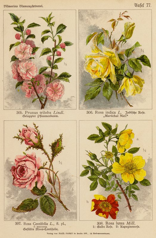 Prunus Triloba、Rosa Indica、Rosa Centifolia、Rosa Lutea（彩色石版画） 作者 （之后）德国学校