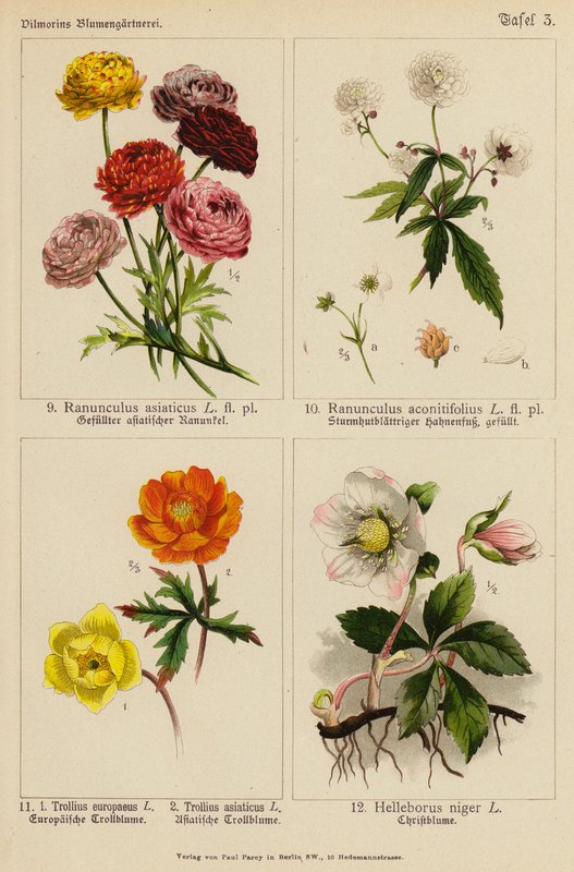 亚洲小牡丹（Ranunculus Asiaticus）、乌头小牡丹（Ranunculus Aconitifolius）、欧洲小牡丹（Trollius Europeaeus）、亚洲小牡丹（Trollius Asiaticus）、尼日尔小牡丹（Helleborus Niger）（彩色石版画 作者 （之后）德国学校