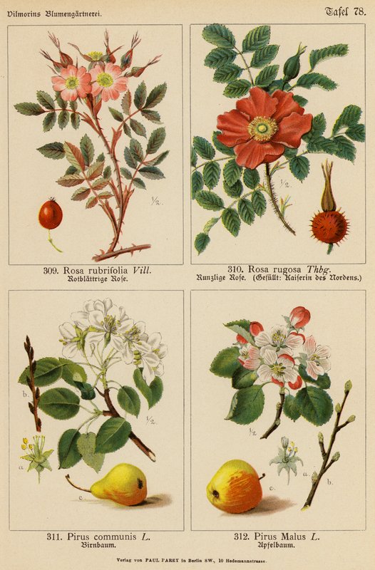 红蔷薇、鲁戈萨蔷薇、共生蔷薇、马蔺蔷薇（彩色石版画） 作者 （之后）德国学校