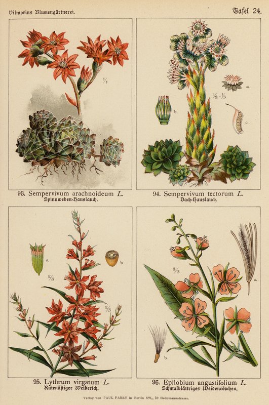 Sempervivum Arachnoideum、Sempervivum Tectorum、Lythrum Virgatum、Epilobium Angustifolium（彩色石版画） 作者 （之后）德国学校