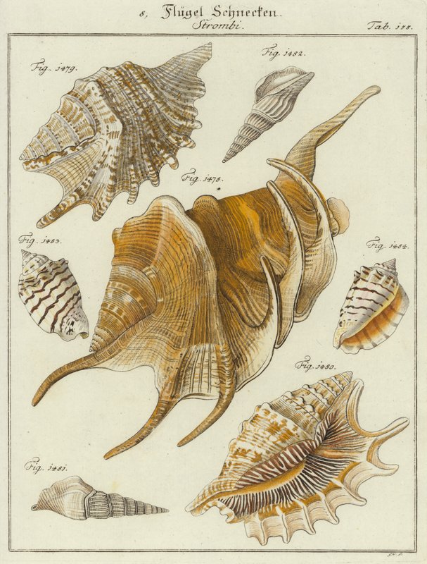Shells (coloured engraving) 作者 （之后）德国学校
