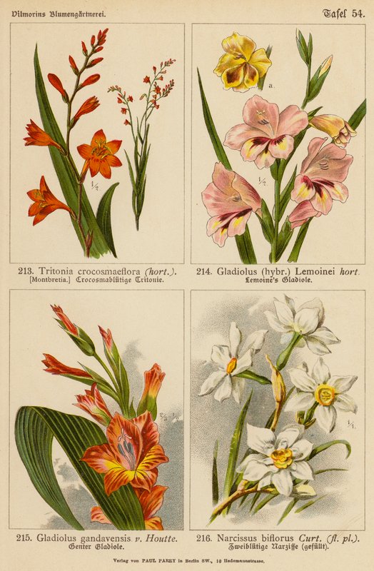 Tritonia Crocosmaeflora、Gladiolus Lemoinei、Gladioulus Gandavensis、Narcissus Biflorus（彩色石版画） 作者 （之后）德国学校