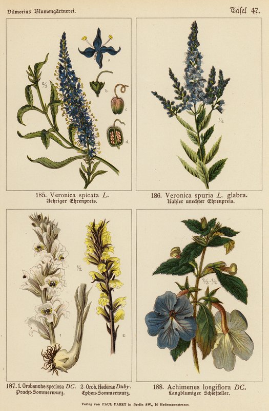 马鞭草（Veronica Spicata）、刺马鞭草（Veronica Spuria）、鹅掌楸（Orobanche Speciosa）、鹅掌楸（Orobanche Hederae）、龙胆草（Achimenes Longiflora）（彩色石版画 作者 （之后）德国学校