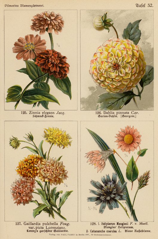 Zinnia Elegans、Dahlia Pinnata、Gaillardia Pulchella、Helipterum Manglesii、Catananche Coerulea（彩色石版画） 作者 （之后）德国学校