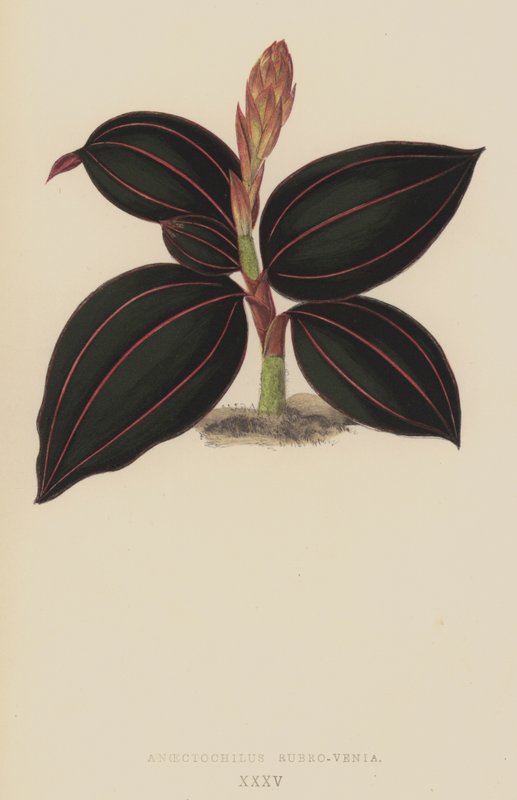 金线莲（Anoectochilus Rubro-Venia） 作者 英语学校