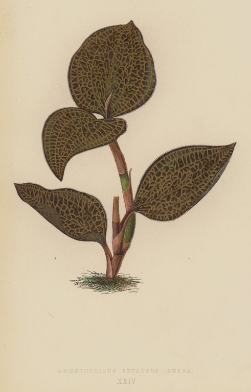 金线莲（Anoectochilus Setaceus），Aurea 作者 英语学校