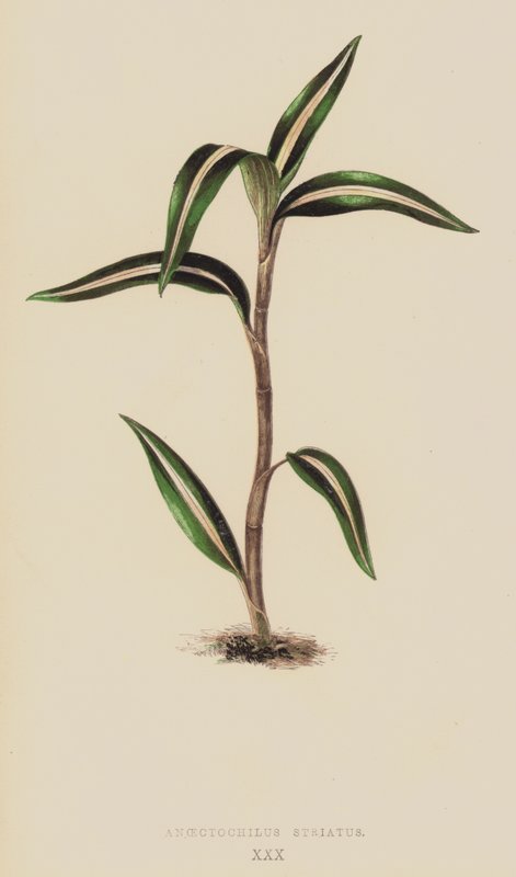 金线莲（Anoectochilus Striatus） 作者 英语学校