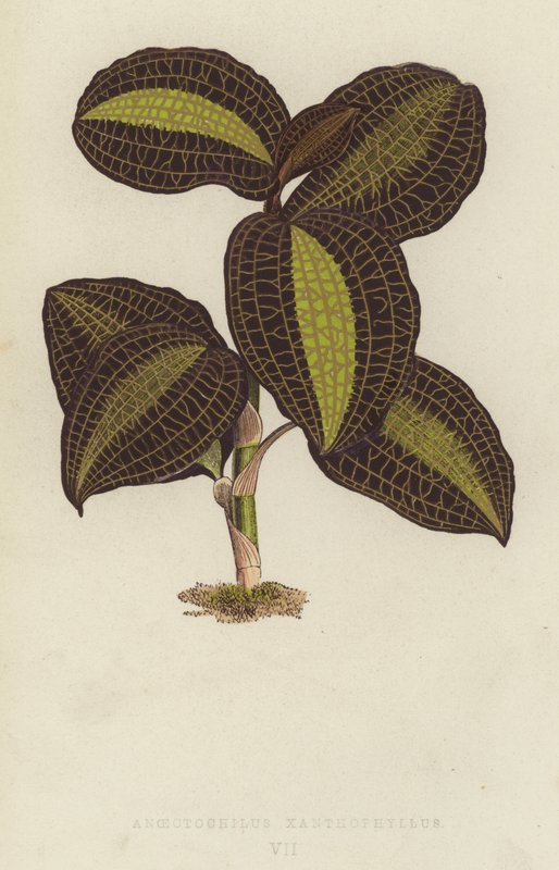金线莲（Anoectochilus Xanthophyllus） 作者 英语学校