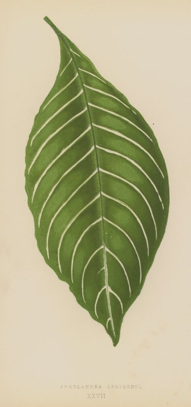 Aphelandra Leopoldii 作者 英语学校