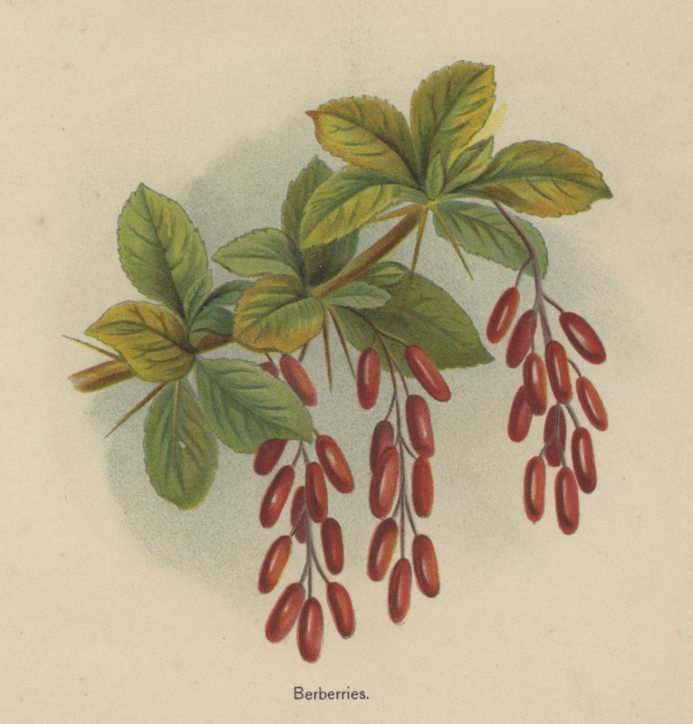 Berberries 作者 英语学校