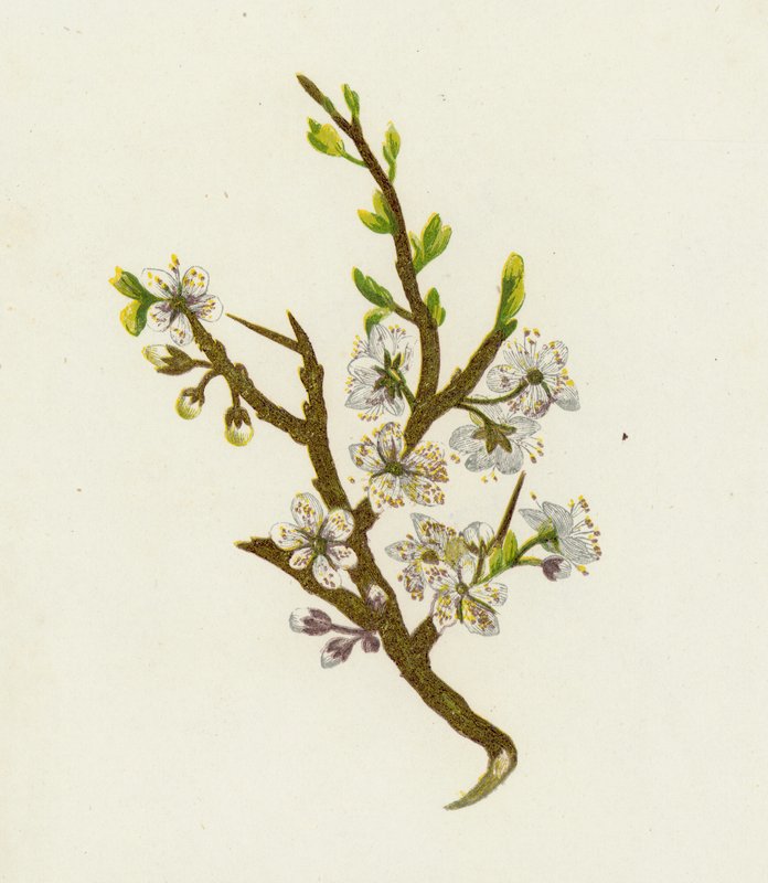 黑刺李，或黑刺李，Prunus Spinosa 作者 英语学校