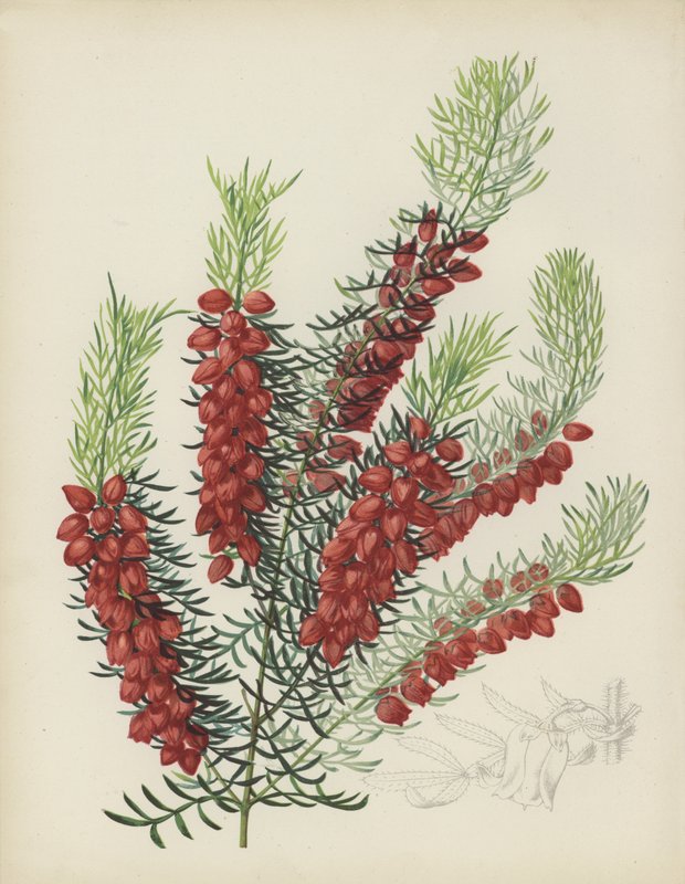Boronia Elatior 作者 英语学校