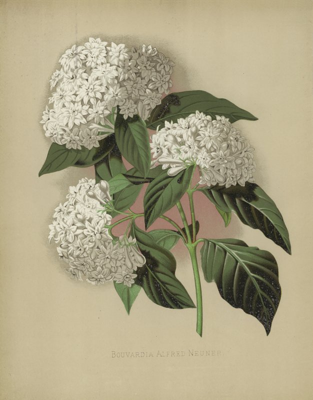 Bouvardia Alfred Neuner 作者 英语学校