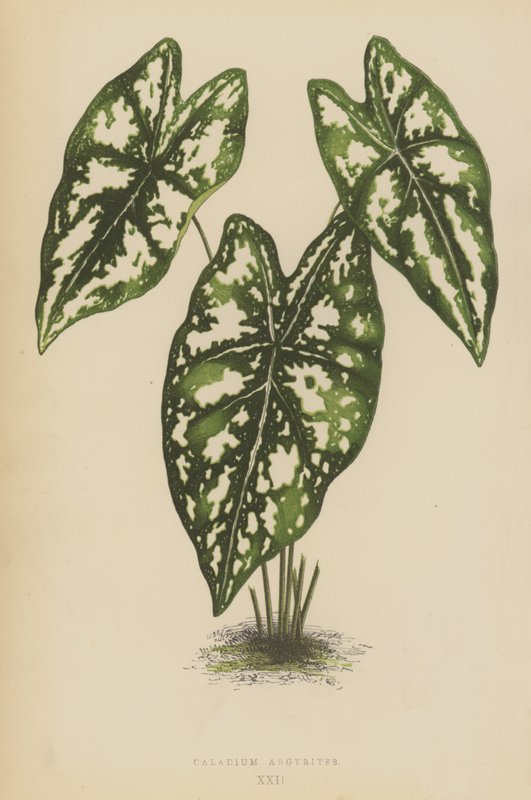 Caladium Argyrites 作者 英语学校