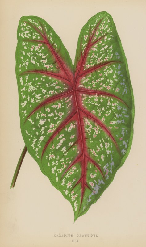 Caladium Chantinii 作者 英语学校