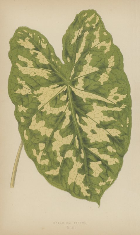 花叶Pictum 作者 英语学校