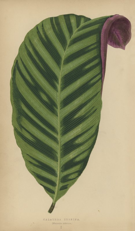 Calathea Zebrina，Maranta Zebrina 作者 英语学校