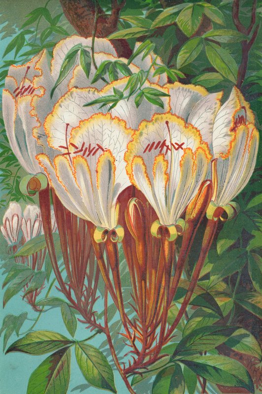 Camoensia Maxima 作者 英语学校