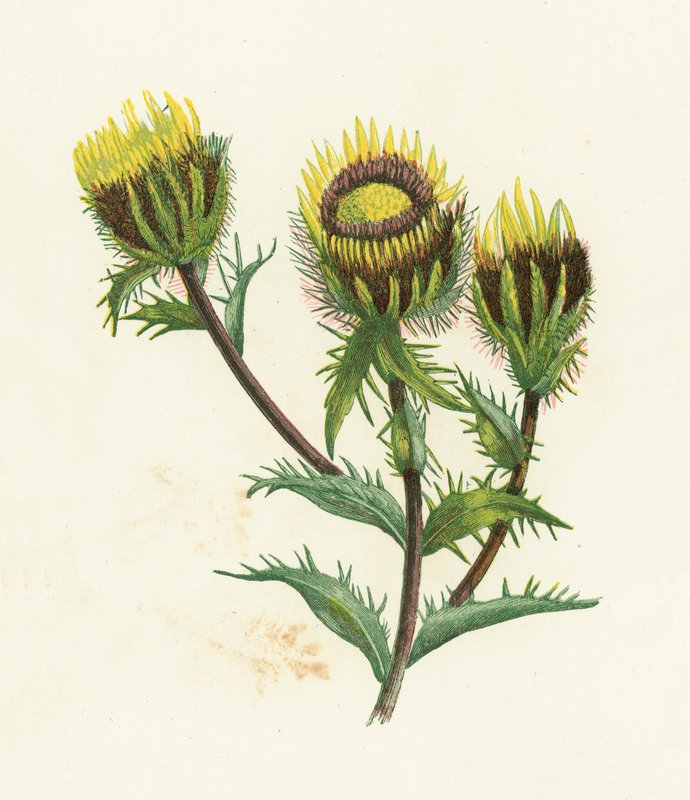 Carline Thistle，Carlina Vulgaris 作者 英语学校