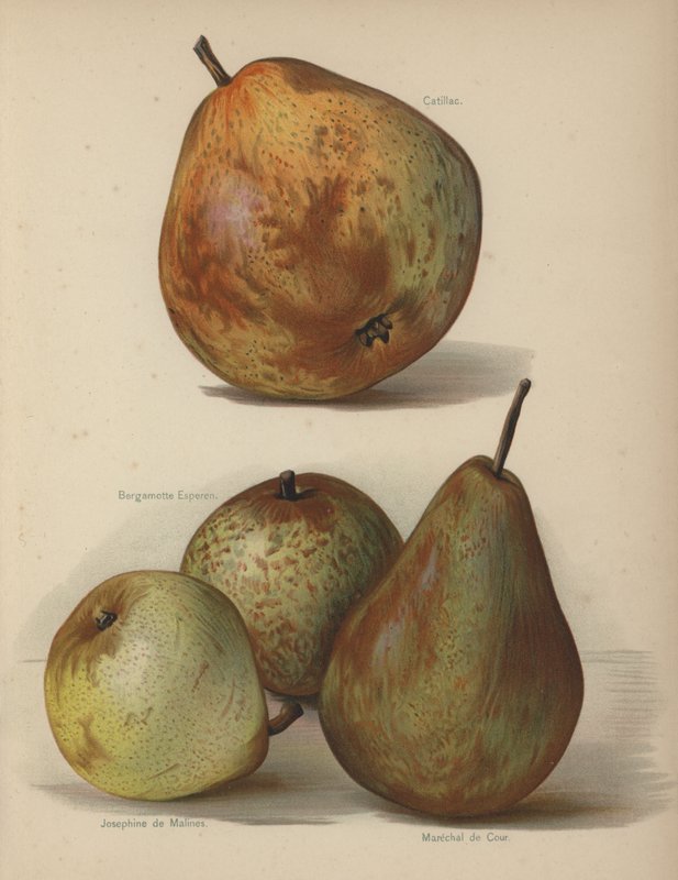Catillac，Bergamotte Esperen，梅赫伦的约瑟芬，法院元帅 作者 英语学校