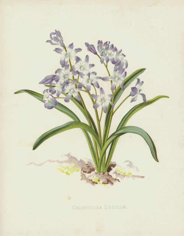 Chionodoxa Luciliae 作者 英语学校