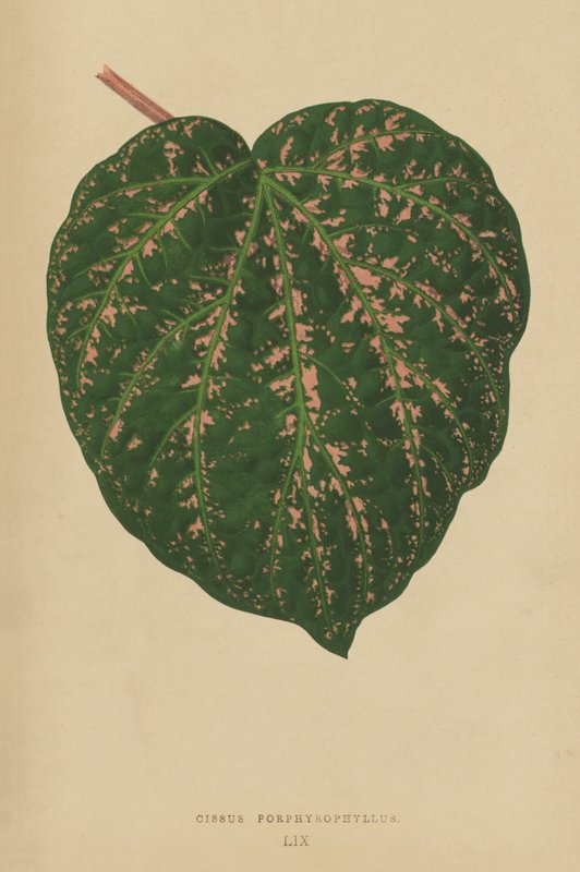 Cissus Porphyrophyllus 作者 英语学校