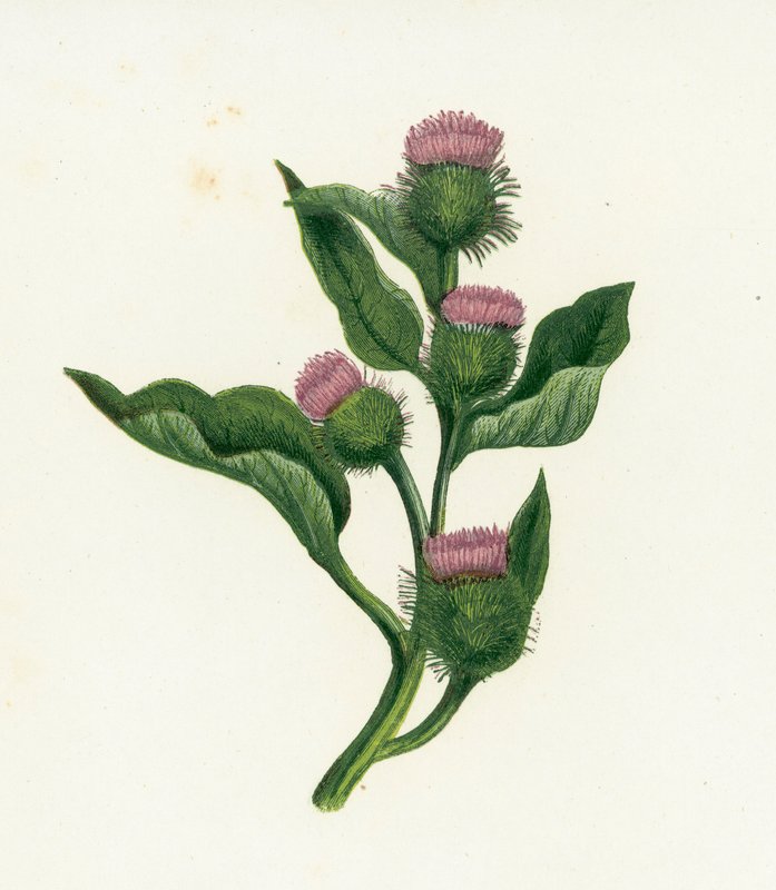 常见的Bur-Dock，Arctium Lappa 作者 英语学校