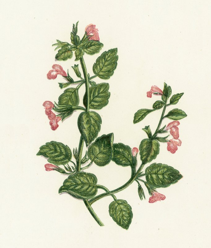常见的Calamint，Calamintha Officinalis 作者 英语学校