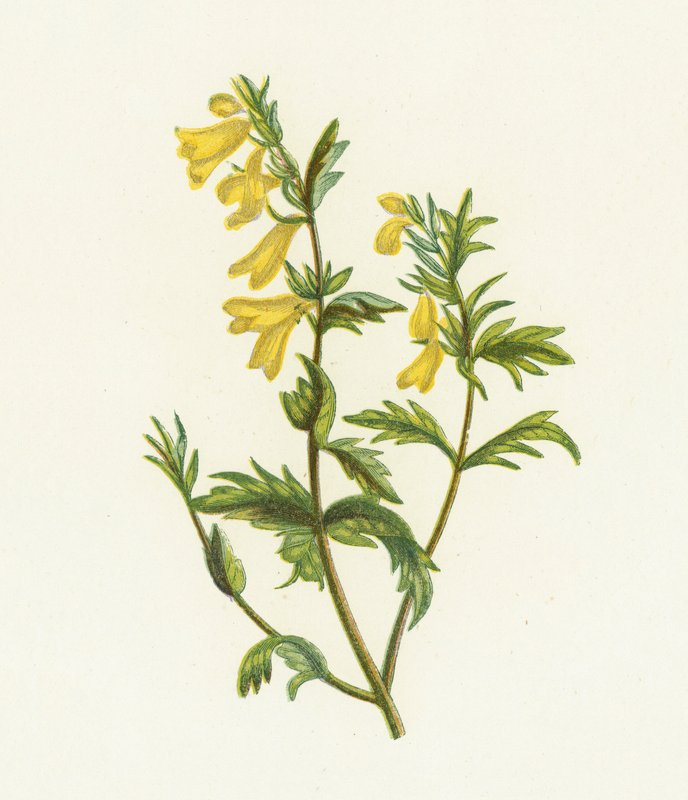 常见的母牛小麦，Melampyrum Pratense 作者 英语学校