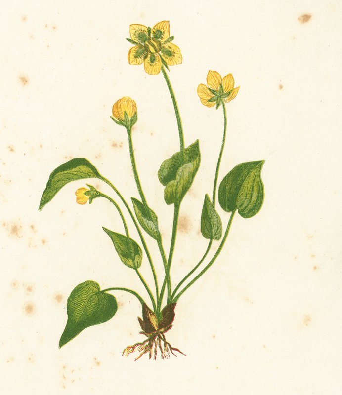 Parnassus，Parnassia Palustris共同的草 作者 英语学校