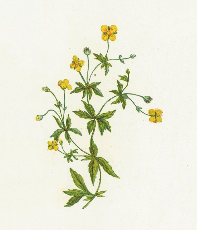 常见的Tormentil，Tormentilla Officinalis 作者 英语学校