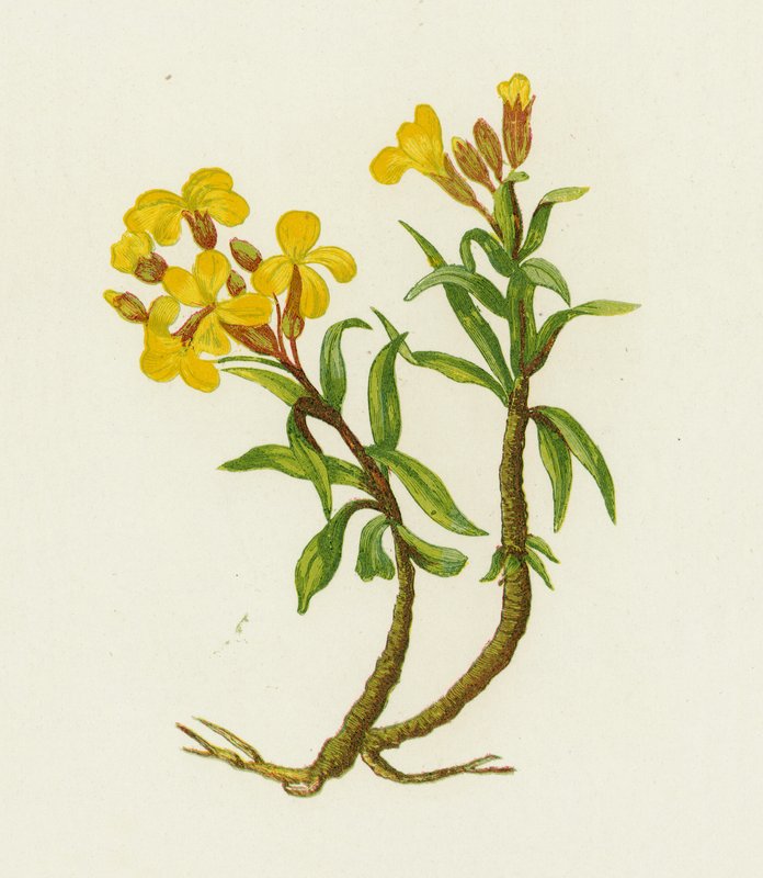 常见的花卉，Cheiranthus Cheiri 作者 英语学校