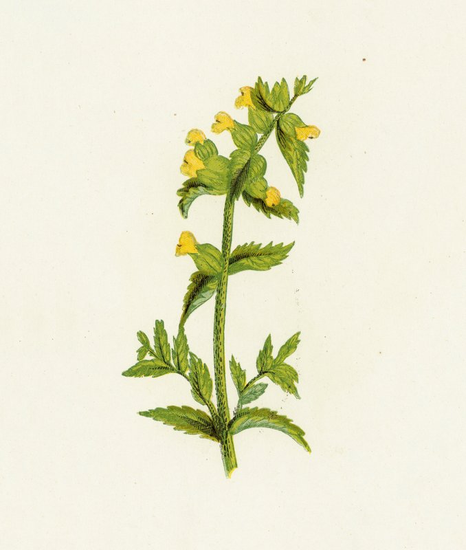常见的黄色拨浪鼓，Rhinanthus Crista-Galli 作者 英语学校