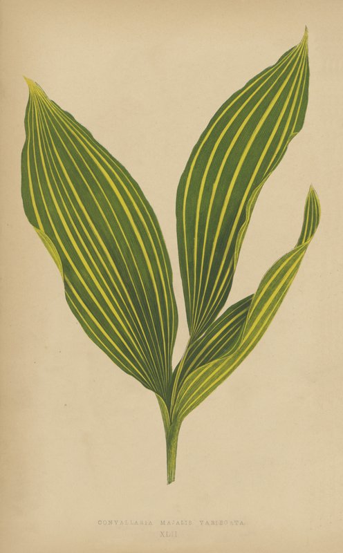 Convallaria Majalis Variegata 作者 英语学校