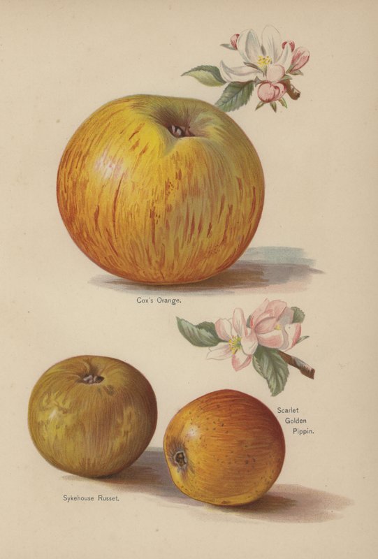 Coxs Orange，Sykehouse Russet，Scarlet Golden Pippin 作者 英语学校