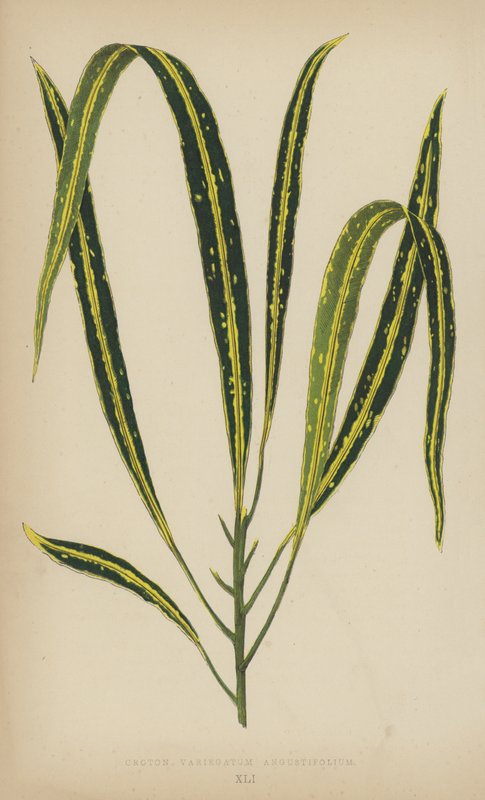 巴豆Variegatum Angustifolium 作者 英语学校